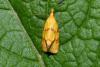 Agapeta hamana